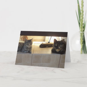 Just cats and kittens - blank card