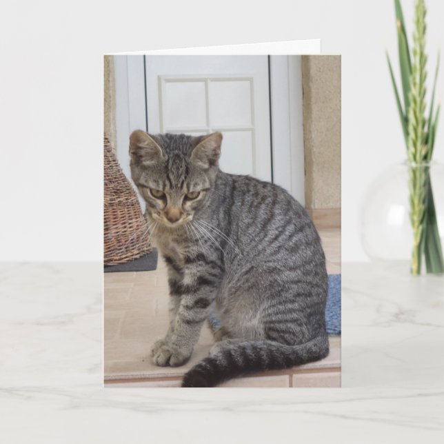 Just cats and kittens - blank card (Front)