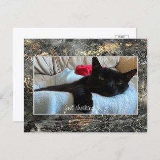 Just Checking In Postcard Black