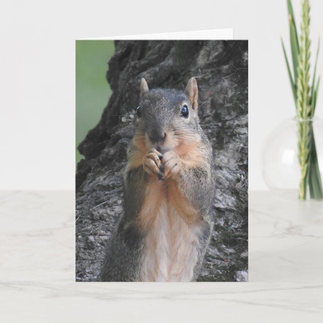 Just Checking In | Squirrel Photography Card (Front)