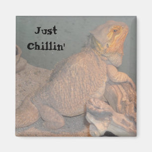 Just Chillin' - Bearded Dragon Magnet