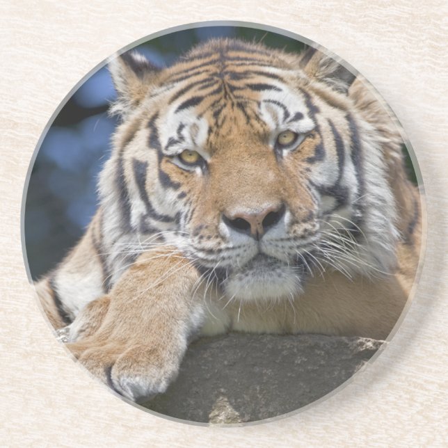 Just Chillin Coaster (Front)