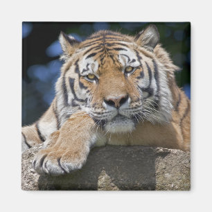 Just Chillin' Magnet