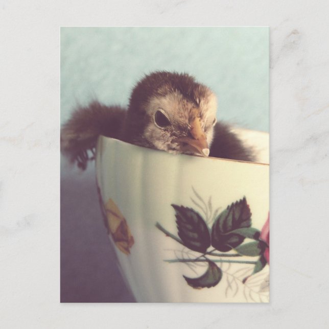 Just Chillin' Postcard (Front)