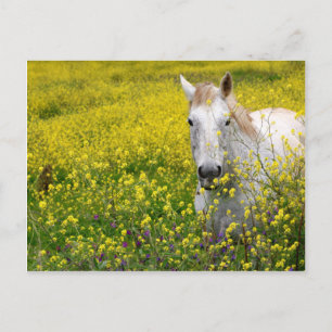 Just Curious Postcard