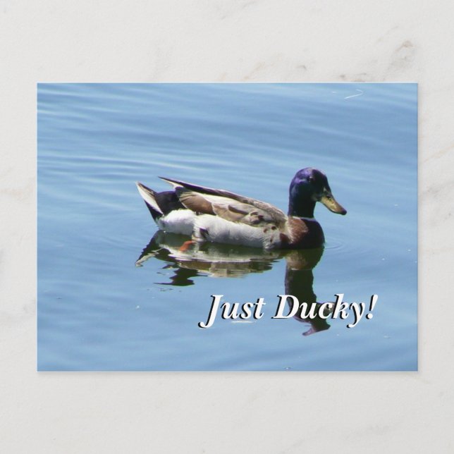 Just Ducky! Postcard (Front)