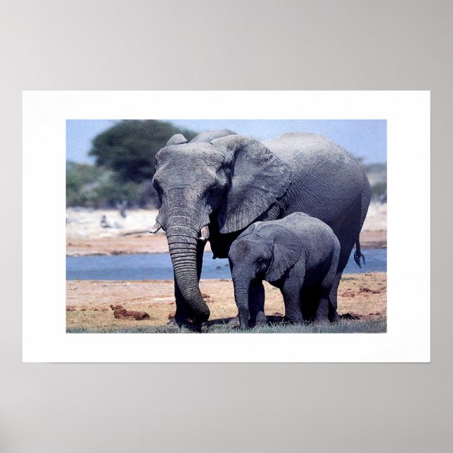 JUST ELEPHANTS POSTER (Front)