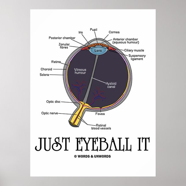 Just Eyeball It (Eye Anatomy Approximation Saying) Poster (Front)