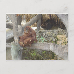 Just Hangin' Out Postcard