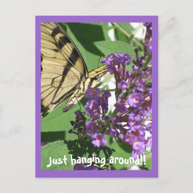 Just hanging around Postcard (Front)