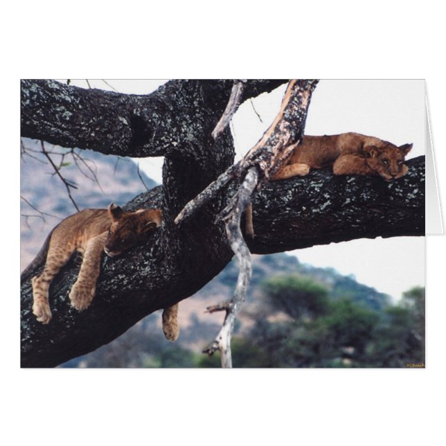 "Just Hanging out" (Front Horizontal)