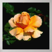 Just Joey hybrid tea rose
