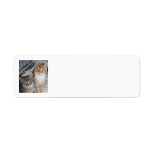 Just Kittens Return Address Label