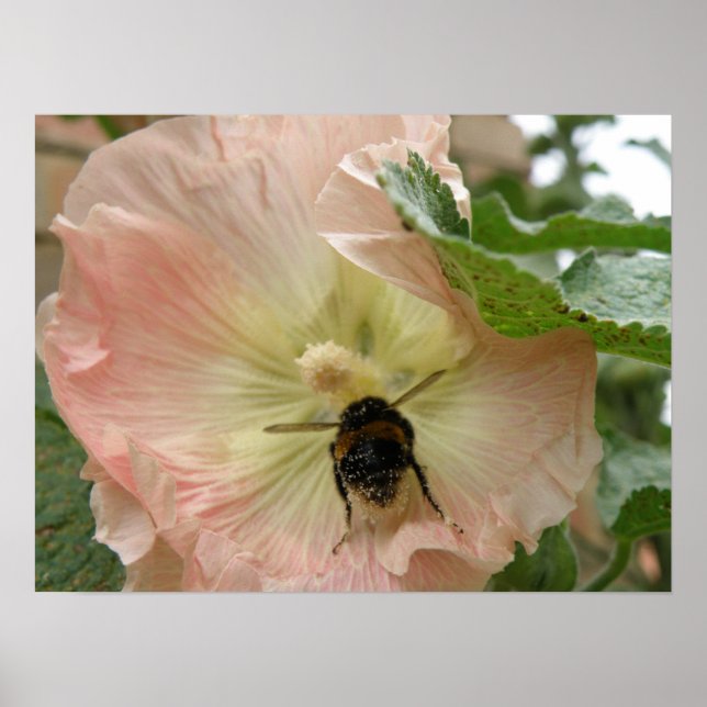 Just landed! Bee on a pink Hollyhock Print (Front)
