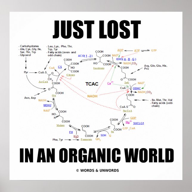 Just Lost In An Organic World (Krebs Cycle) Poster (Front)