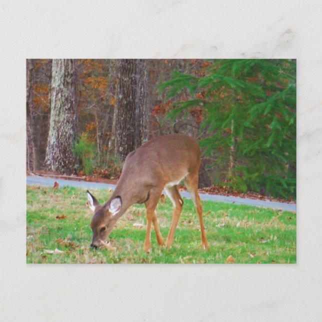 Just  Lost Spots, Baby Deer Postcard (Front)