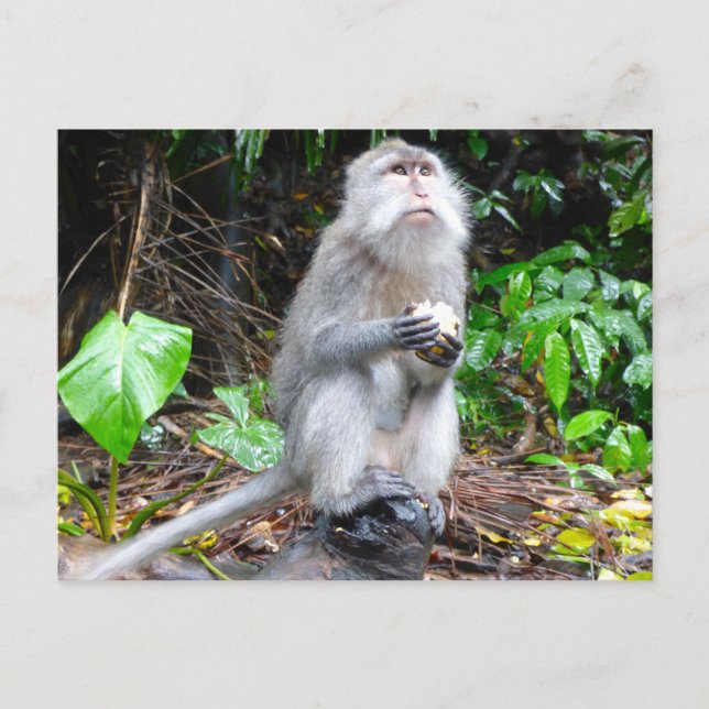 Just Monkeying Around Postcard (Front)