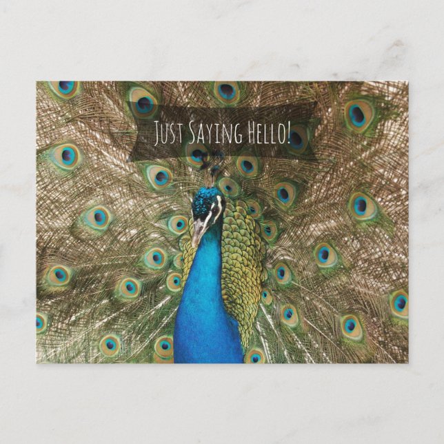 Just Saying Hello Bold Peacock Photo Friendly Note Postcard (Front)