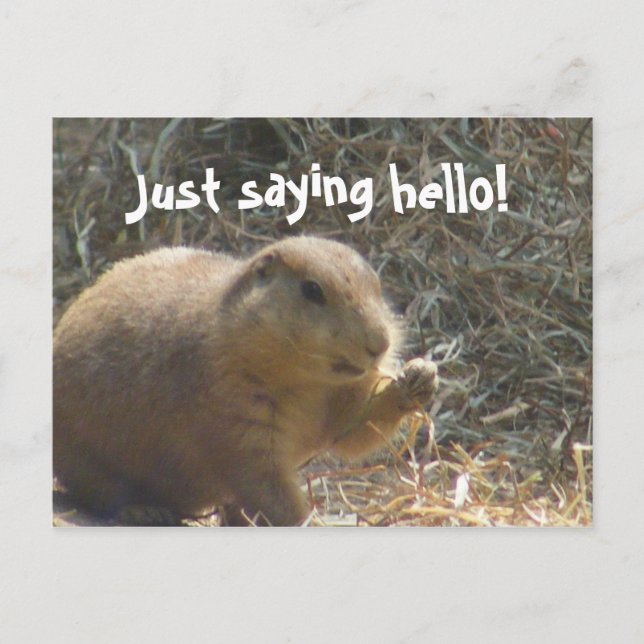 Just saying hello! Prairie Dog Postcard (Front)