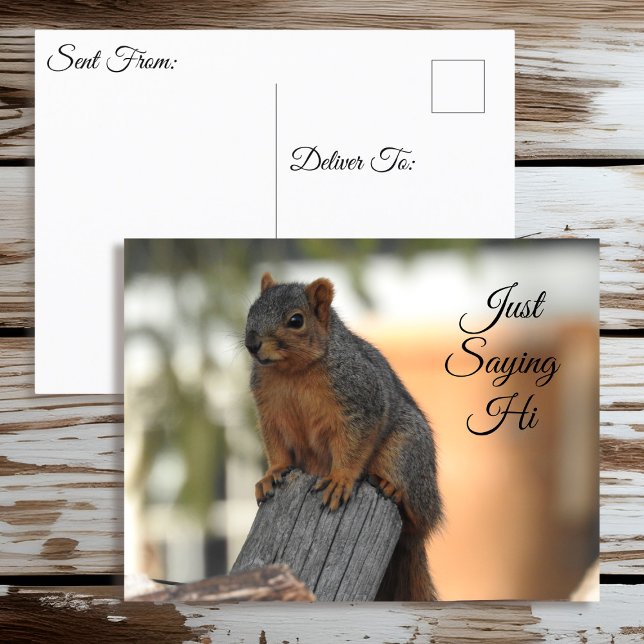 Just Saying Hi | Cute Squirrel Photo Postcard (Creator Uploaded)