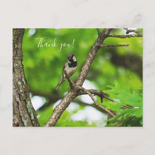 Just Sitting Around Thank You Postcard (Front)