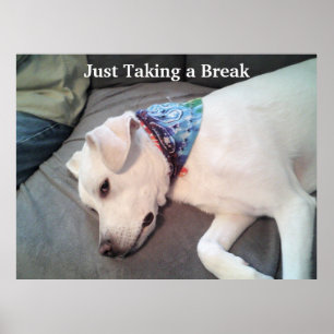 Just Taking A Break Cute Tired White Puppy Dog Poster