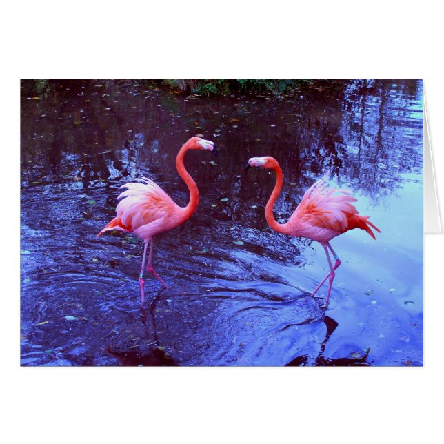 Just two flamingos (Front Horizontal)