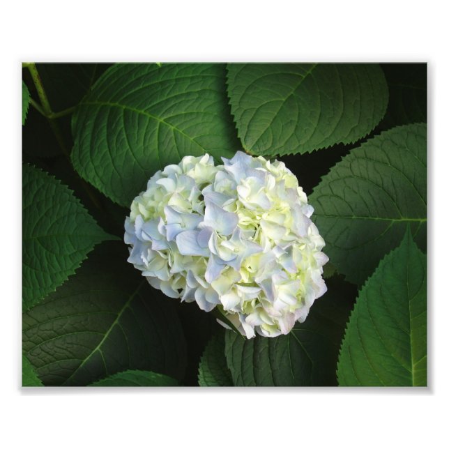 Just WOW! Photo Print (Front)