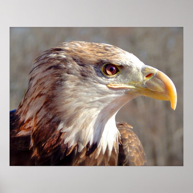 Juvenile American Bald Eagle Poster (Front)