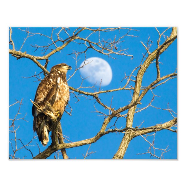 Juvenile Bald Eagle and the Moon Photo Print (Front)