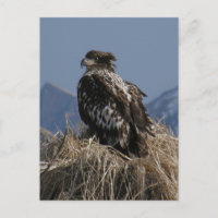 Juvenile Bald Eagle by the Shore