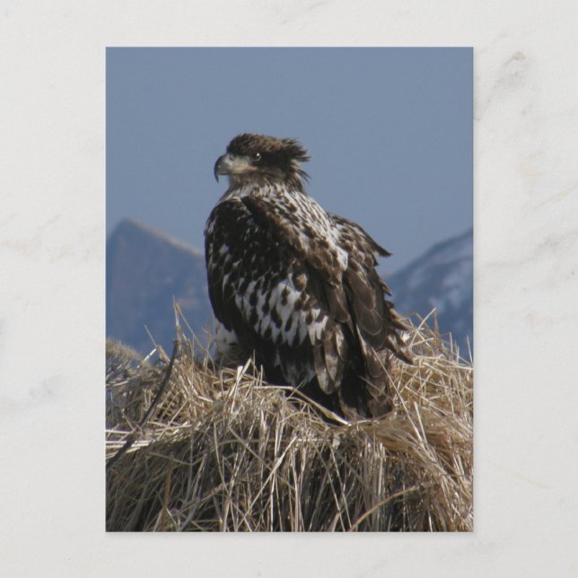 Juvenile Bald Eagle by the Shore Postcard (Front)