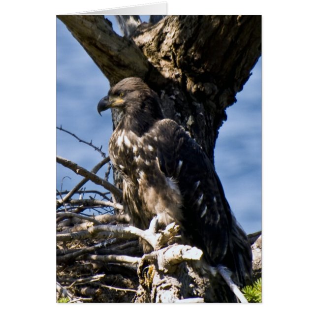 Juvenile Bald Eagle - Cards (Front)