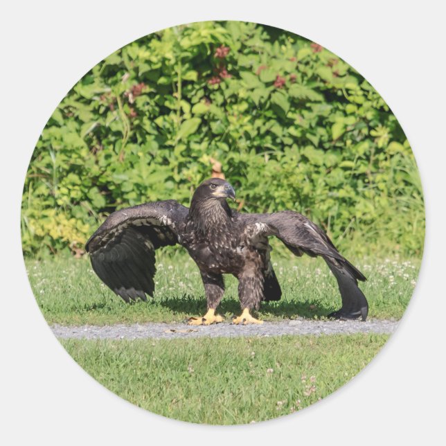 Juvenile Bald Eagle Classic Round Sticker (Front)