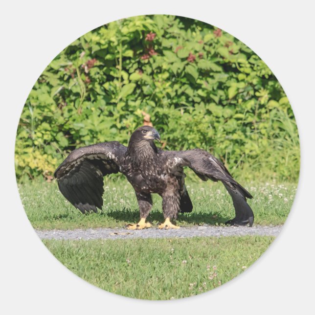 Juvenile Bald Eagle Classic Round Sticker (Front)