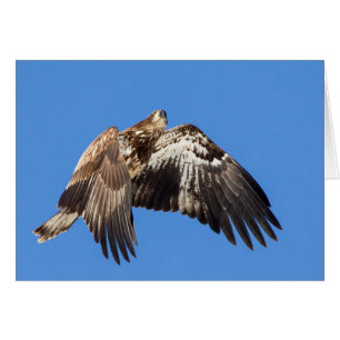 Juvenile Bald Eagle In Flight