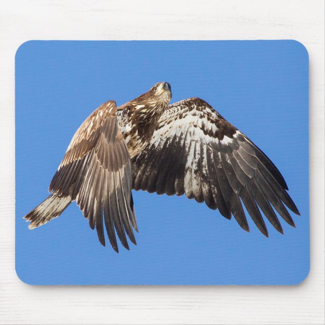 Juvenile Bald Eagle In Flight Mouse Pad (Front)