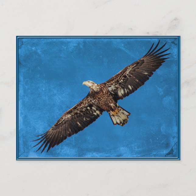 Juvenile Bald Eagle in flight Postcard (Front)