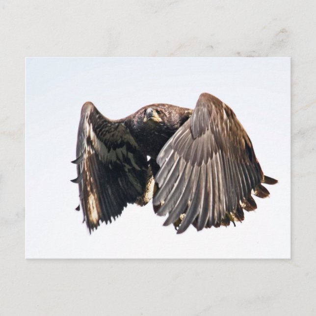 Juvenile Bald Eagle in Flight Postcard (Front)