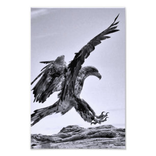 Juvenile Bald Eagle Landing - fine art print