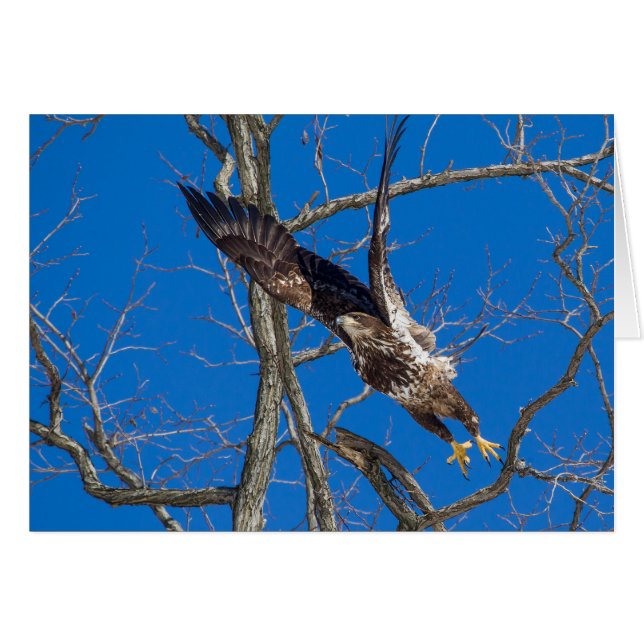 Juvenile Bald Eagle Launch (Front Horizontal)