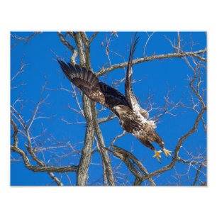 Juvenile Bald Eagle Launch Photo Print