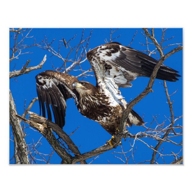 Juvenile Bald Eagle Leap Into Flight Photo Print (Front)