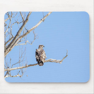 Juvenile Bald Eagle Mouse Pad