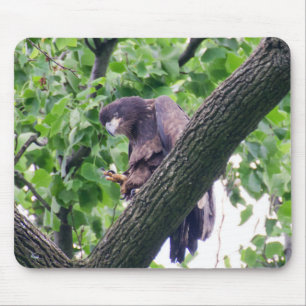 Juvenile Bald Eagle Mouse Pad