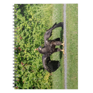 Juvenile Bald Eagle Notebook
