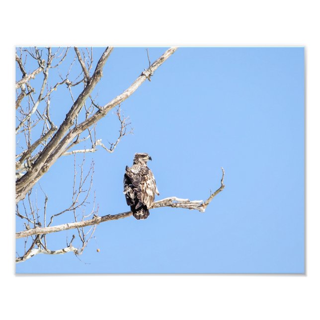 Juvenile Bald Eagle Photo Print (Front)