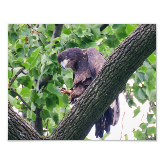 Juvenile Bald Eagle Photo Print (Front)