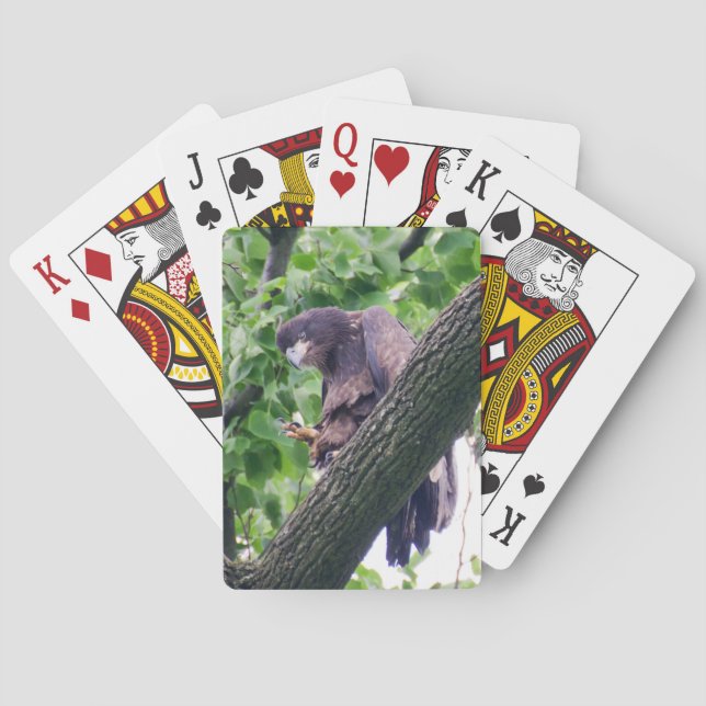 Juvenile Bald Eagle Playing Cards (Back)