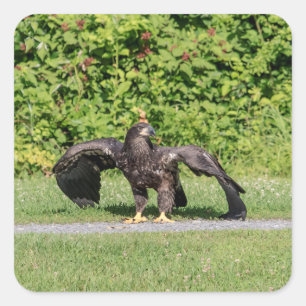 Juvenile Bald Eagle Square Sticker